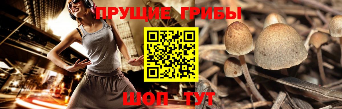 Кохма  Галлюциногенные грибы Cubensis  Вход с VPN  Псилоцибиновые грибы Psilocybine cubensis 